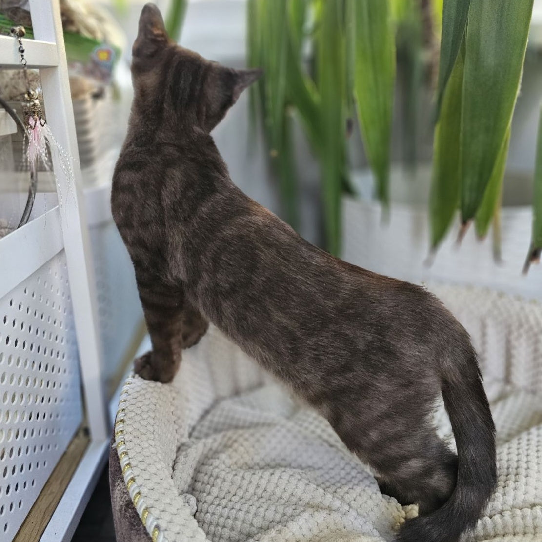 Versace Bengal male, black spotted tabby pointed