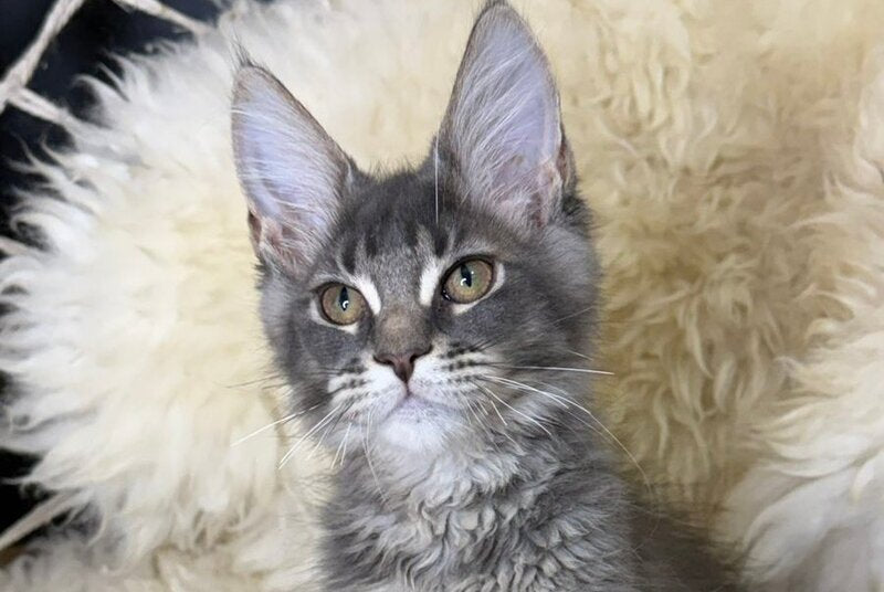 Quest Maine Coon male, blue ticked tabby