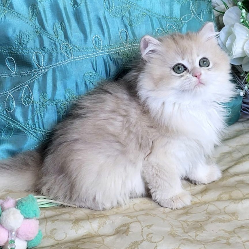 Zosya British Longhair female, blue golden chinchilla