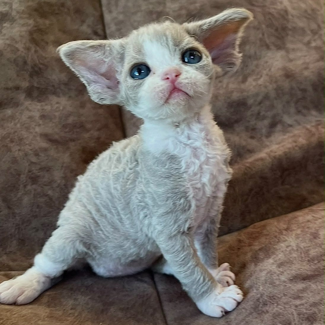 Vasilisa Devon Rex female, lilac bicolour