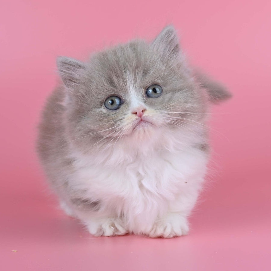 Iriska Munchkin female, lilac tortie bicolour