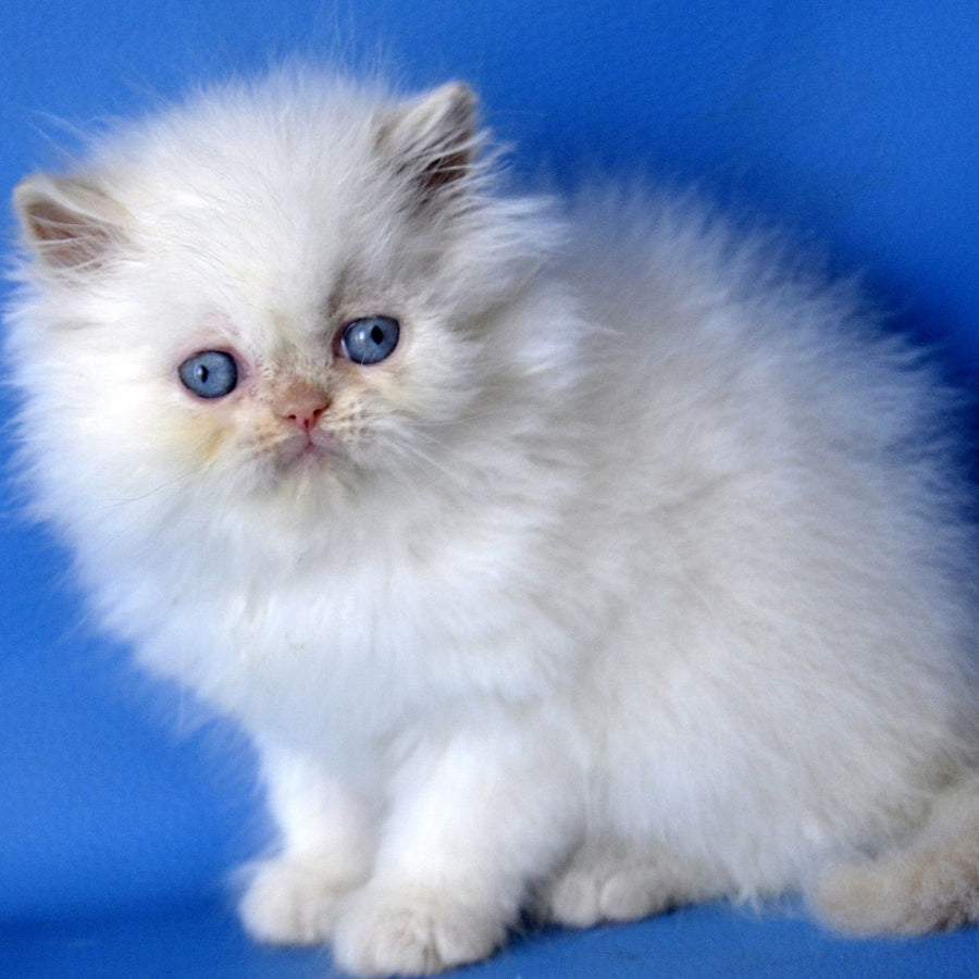 Mark Persian male, cream pointed