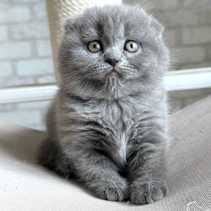 Nora Scottish Fold female, blue