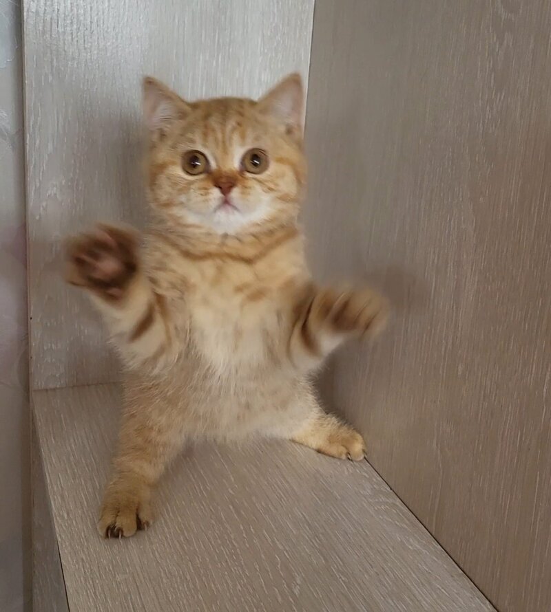 Alina British Shorthair female cinnamon - live animals