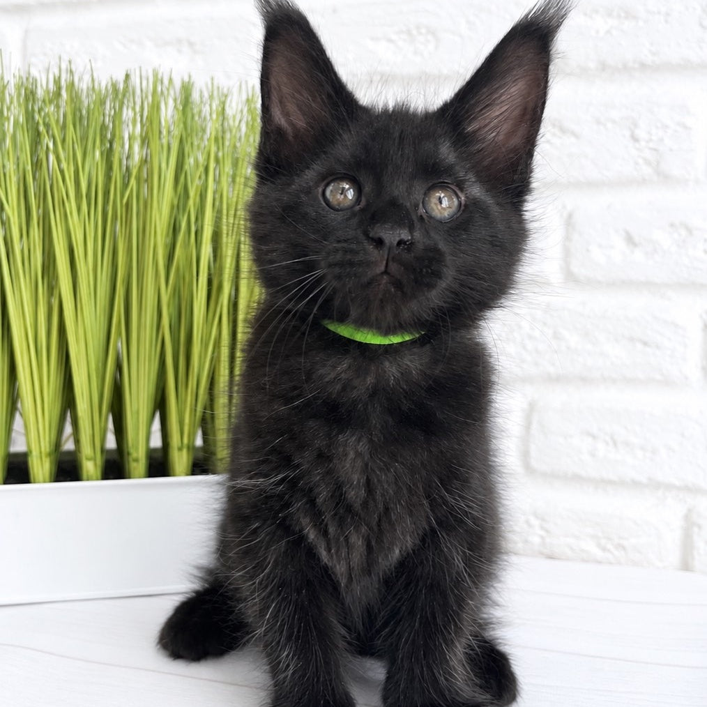 Jazz Maine Coon male, black