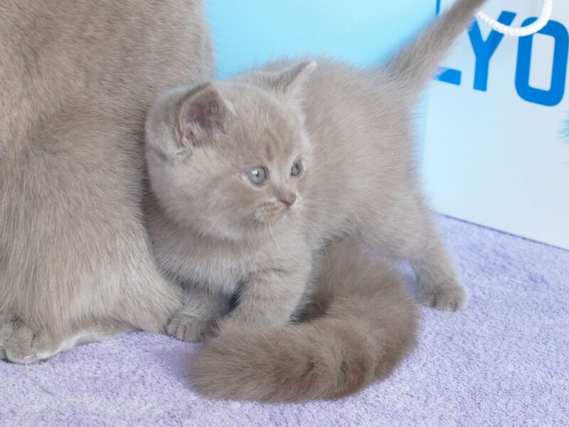 Olex British Shorthair male, lilac