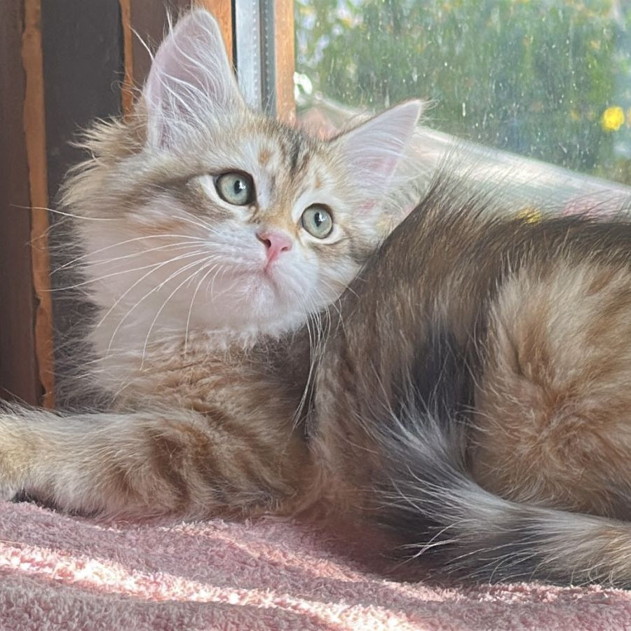 Yukon Siberian male, black golden tabby