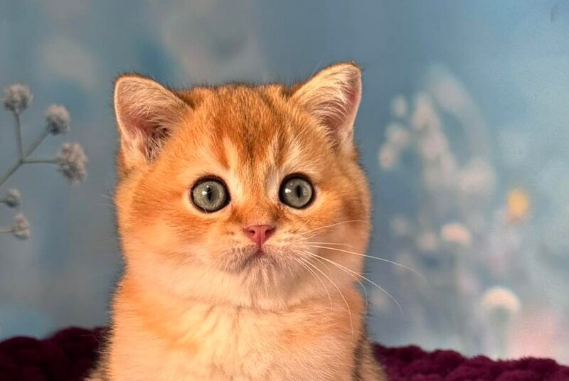 Fox Scottish Straight male, black golden shaded