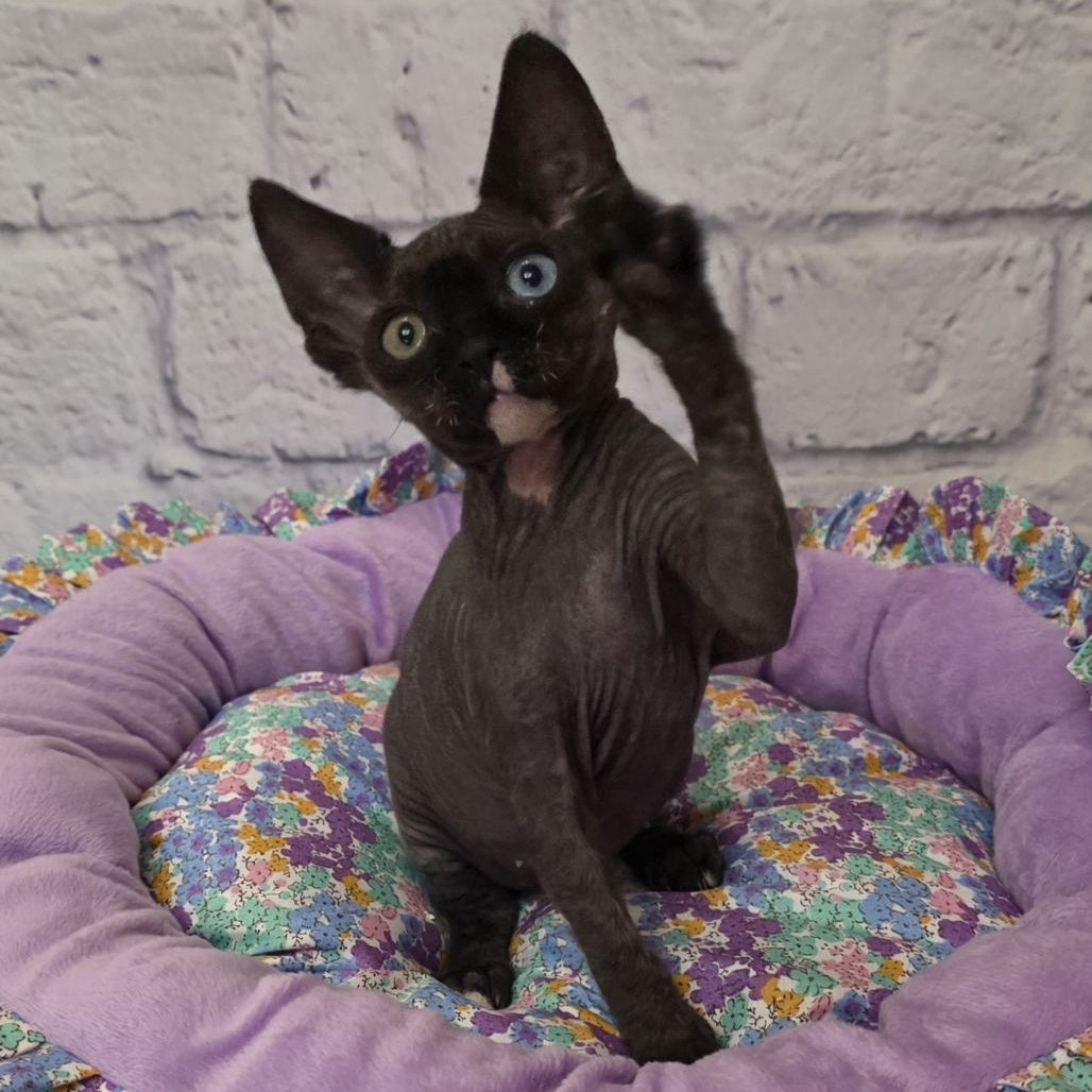 Sofia Devon Rex female, black with white