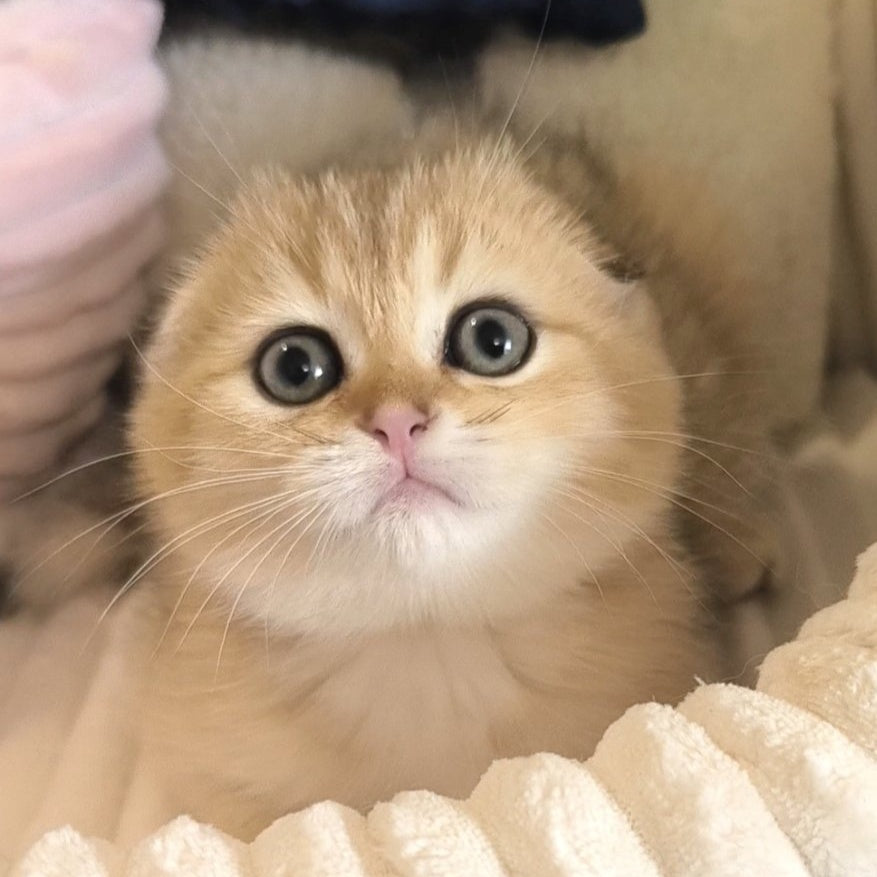 Marik Scottish Fold male, black golden ticked tabby
