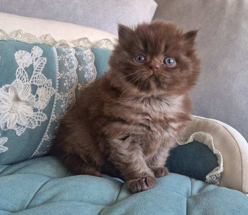 Baron British Longhair male chocolate - live animals