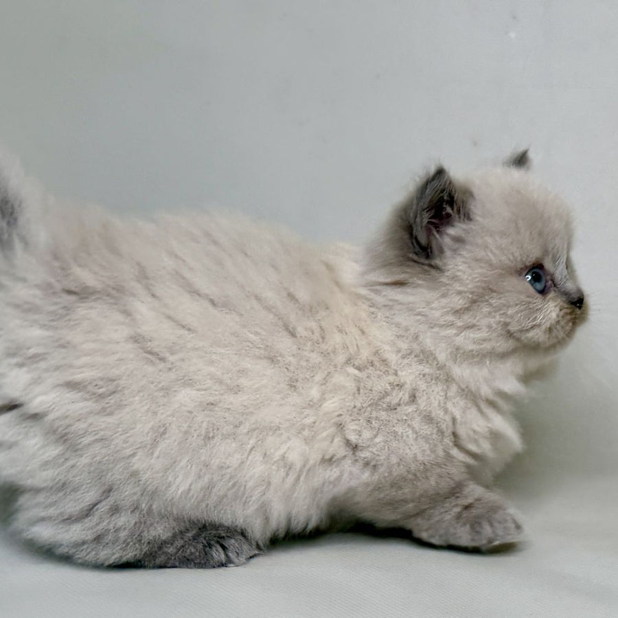 Savage Munchkin female, lilac shaded pointed