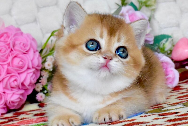 Wayllet British Shorthair female black golden shaded - live animals