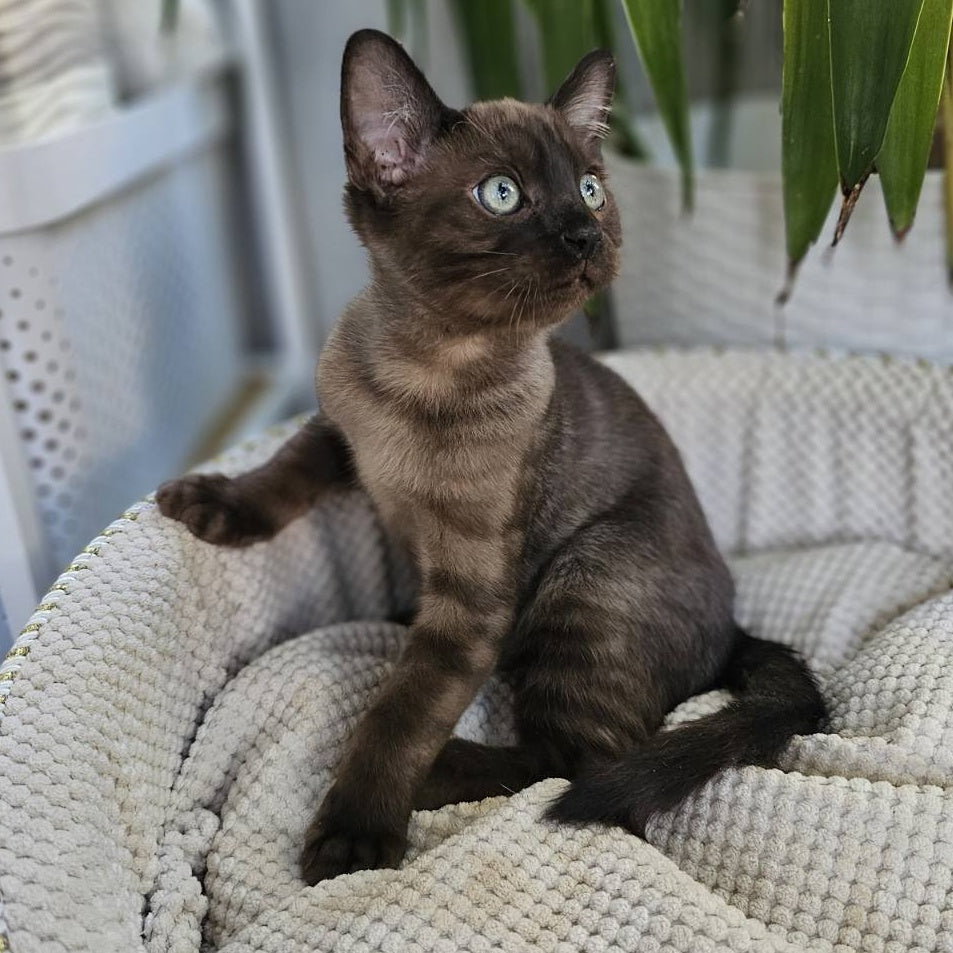 Versace Bengal male, black spotted tabby pointed
