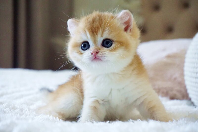 Deni British Shorthair male, black golden chinchilla