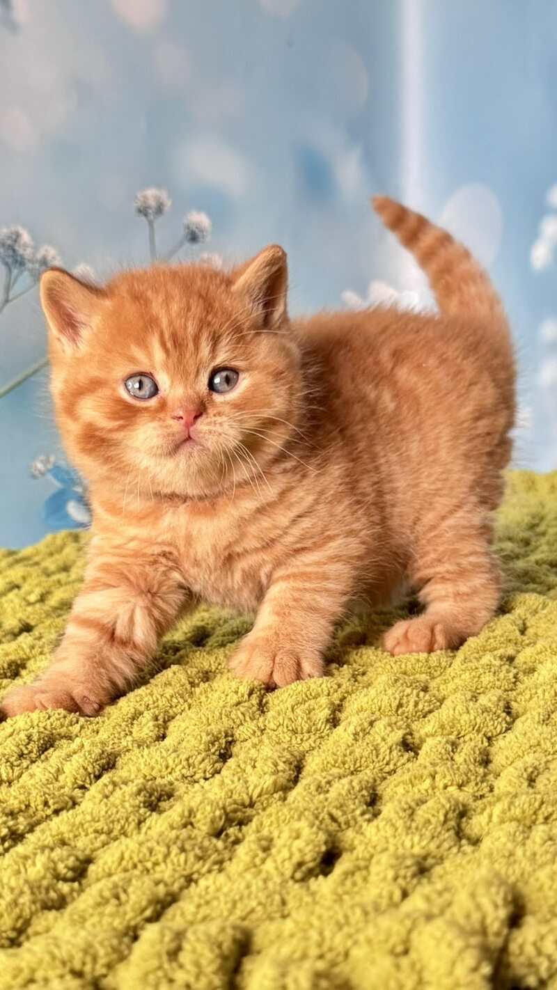 George British Shorthair male red - live animals