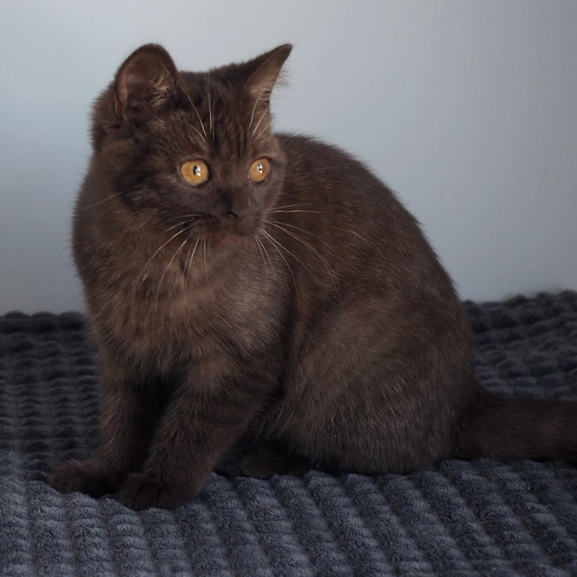 Olivia British Shorthair female, chocolate