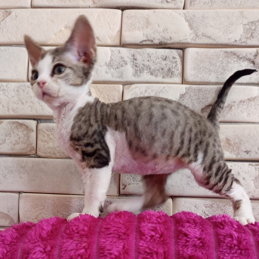 Luna Devon Rex female, black bicolour tabby
