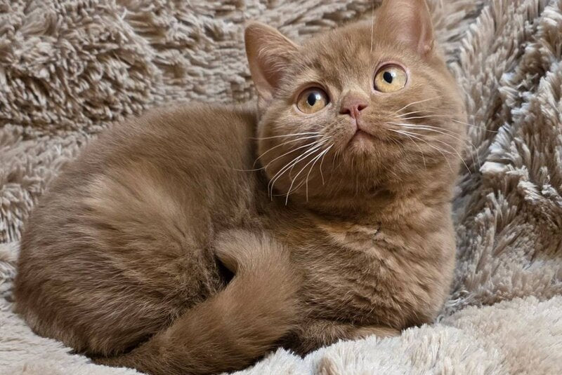 Omar British Shorthair male cinnamon - live animals