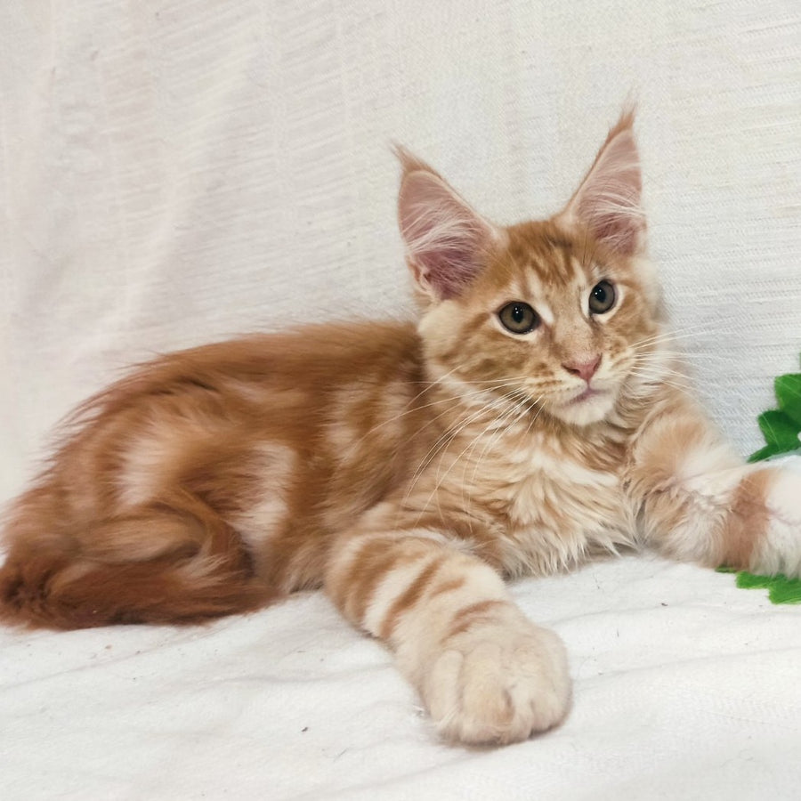 Kozak Maine Coon male, red silver tabby