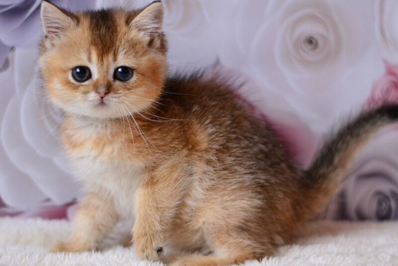 Fibi British Shorthair female, black golden ticked tabby