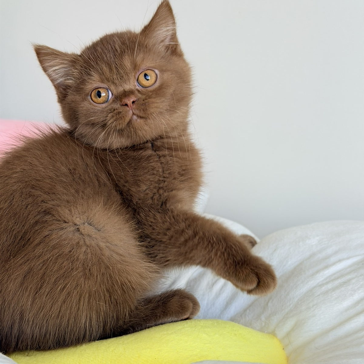 Shelly British Shorthair female, cinnamon
