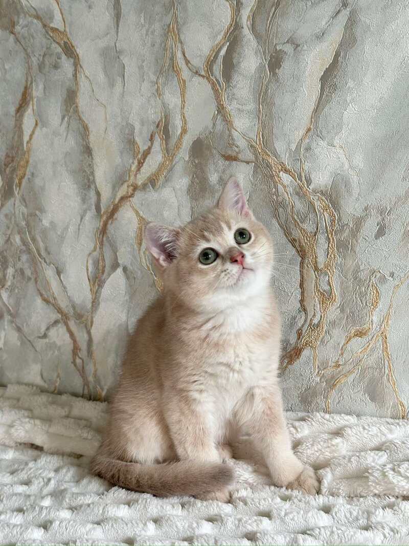 Irvin Scottish Straight male lilac golden ticked tabby - live animals