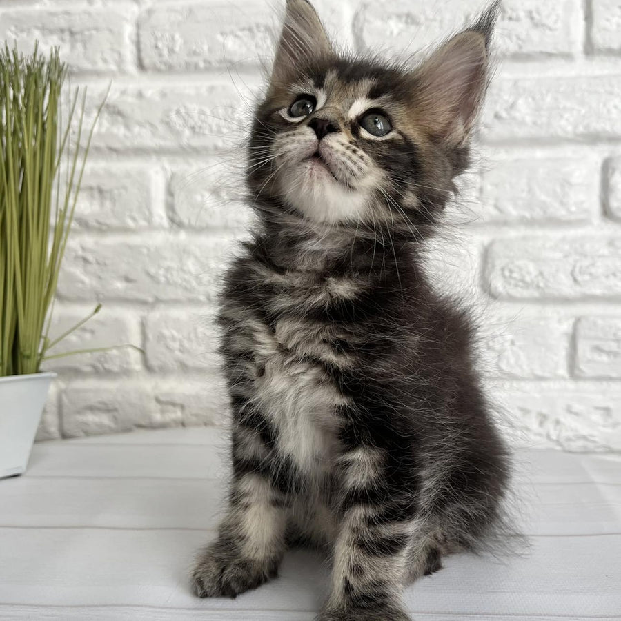 Janny Maine Coon female, black tabby