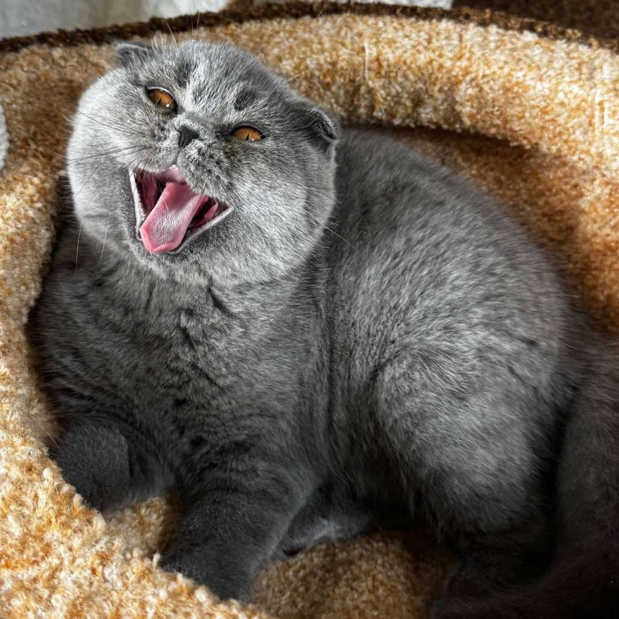 Baffy Scottish Fold female, blue