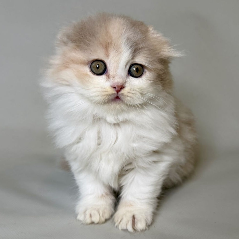 Aurelia Scottish Fold female, fawn tortie bicolour