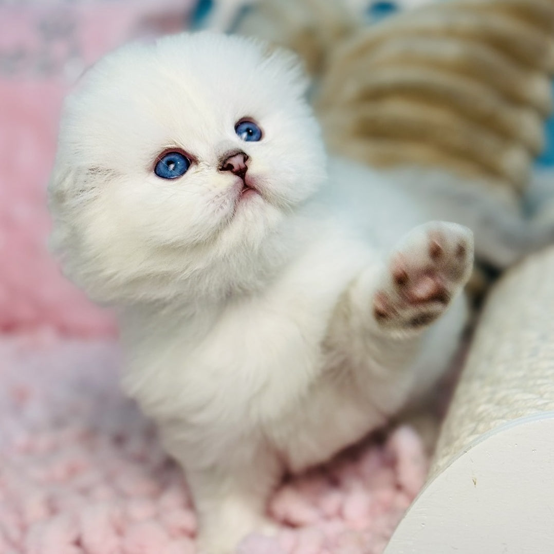 Ice Scottish Fold male, black silver shaded pointed