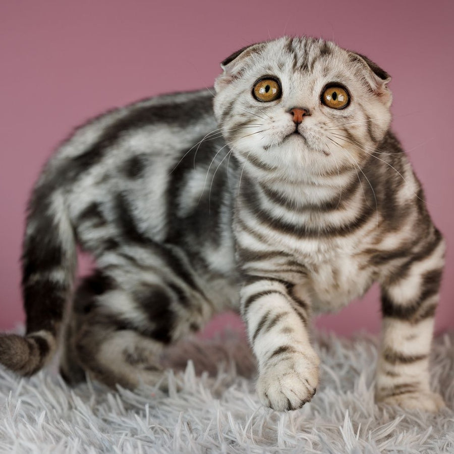 Armany Scottish Fold male, black silver tabby