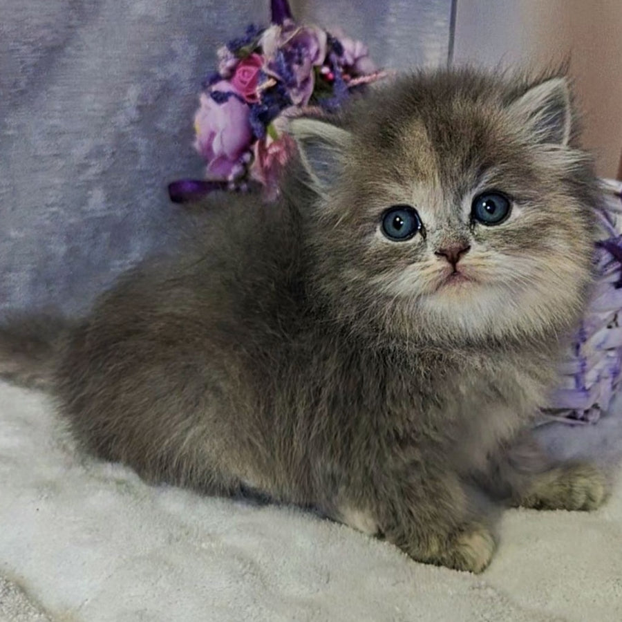 Udacha British Longhair female, blue tortie