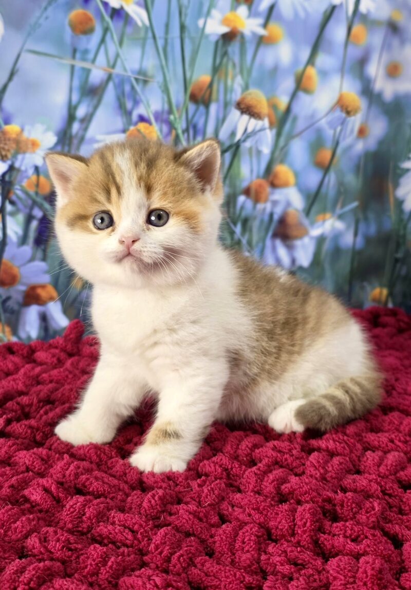 Kira Scottish Straight female cinnamon spotted tabby bicolour - live animals