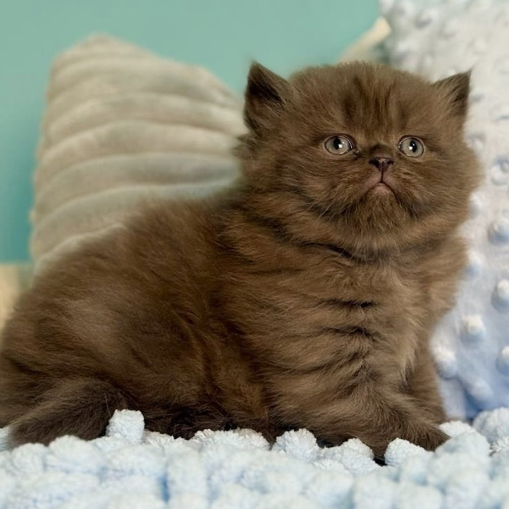 Eros Scottish Straight male, chocolate