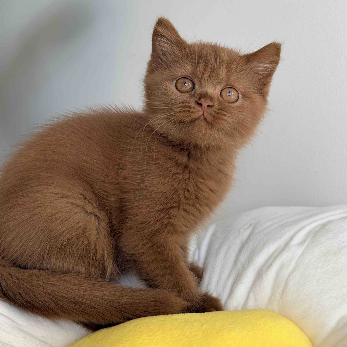 Samanta British Shorthair female, cinnamon