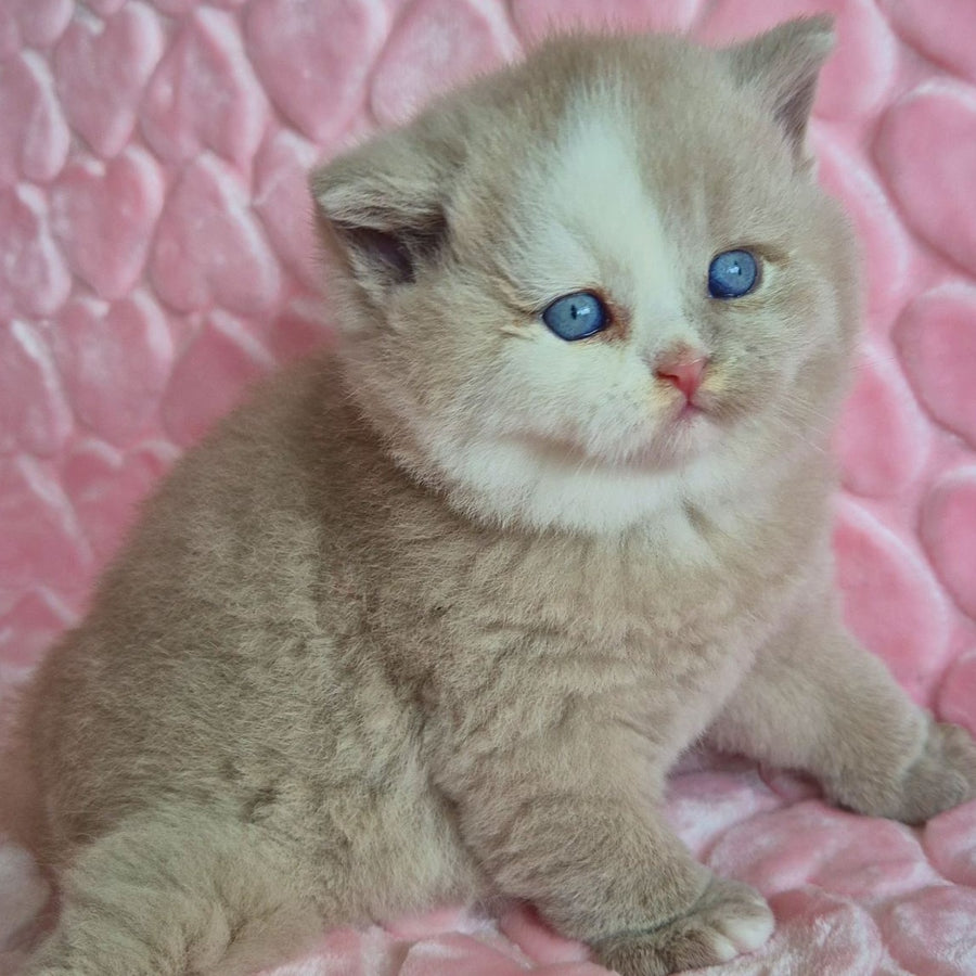 Gummy British Shorthair male, fawn with white