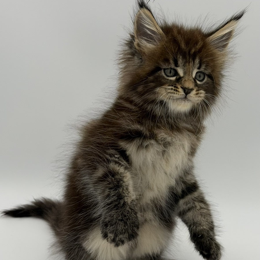 Zeus Maine Coon male, black tabby