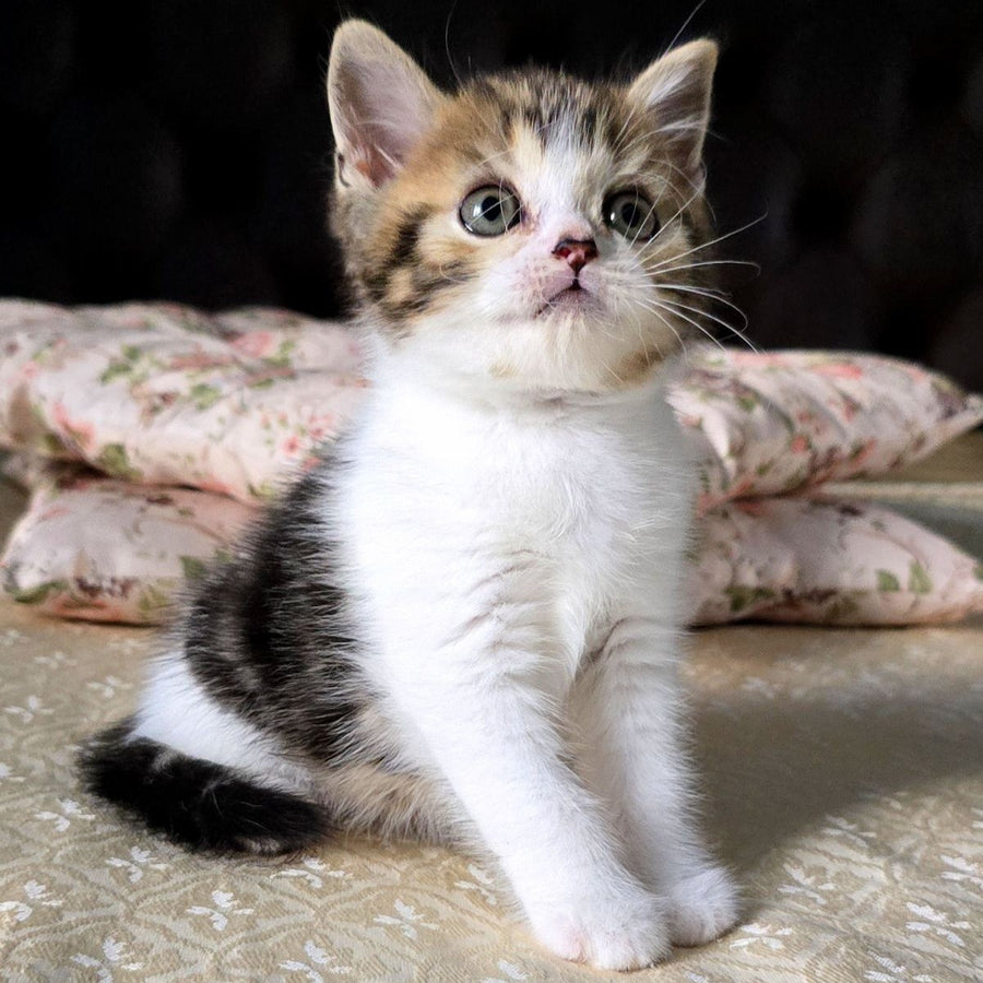 Dominic Scottish Straight male, black tabby bicolour
