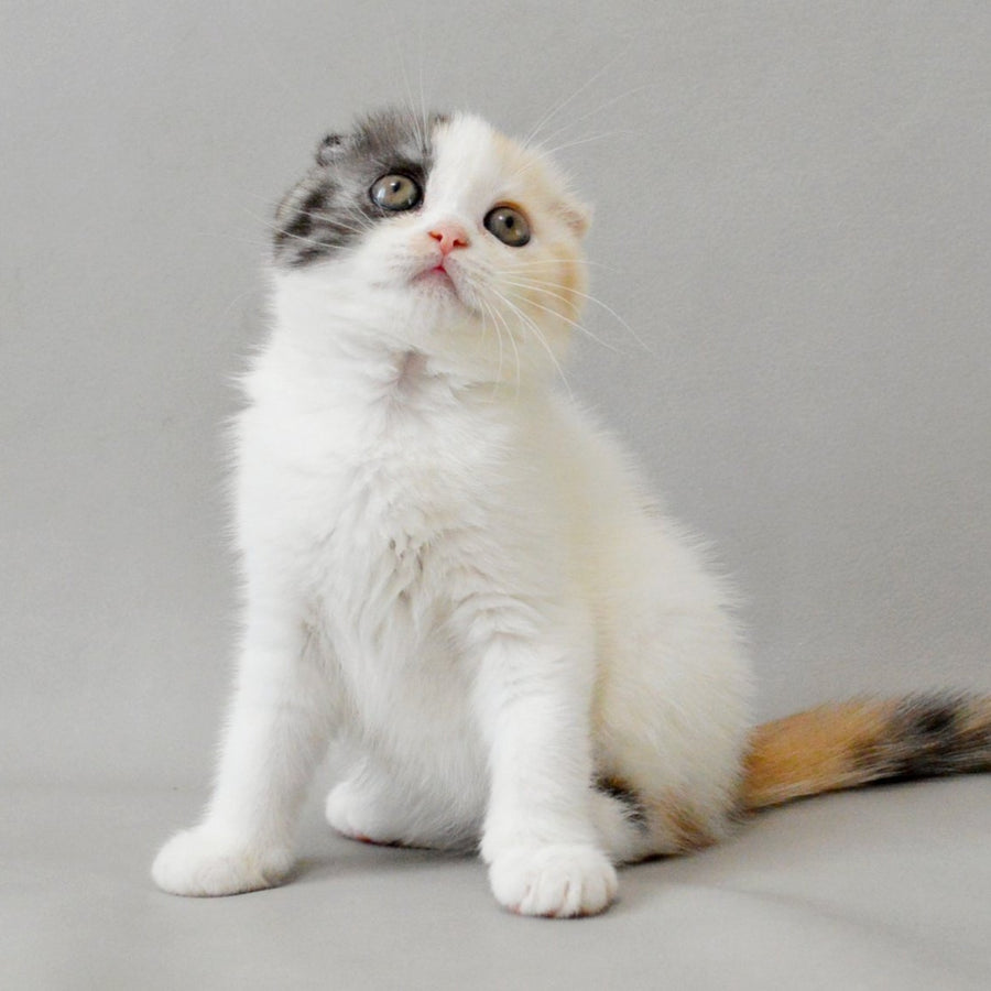 Wyomy Scottish Fold female, black tortie silver tabby van