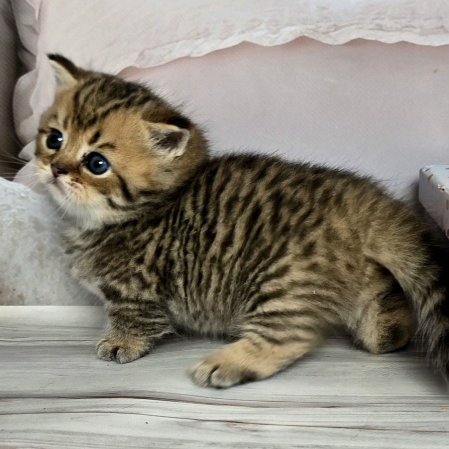 Sherry Munchkin male, black golden spotted tabby