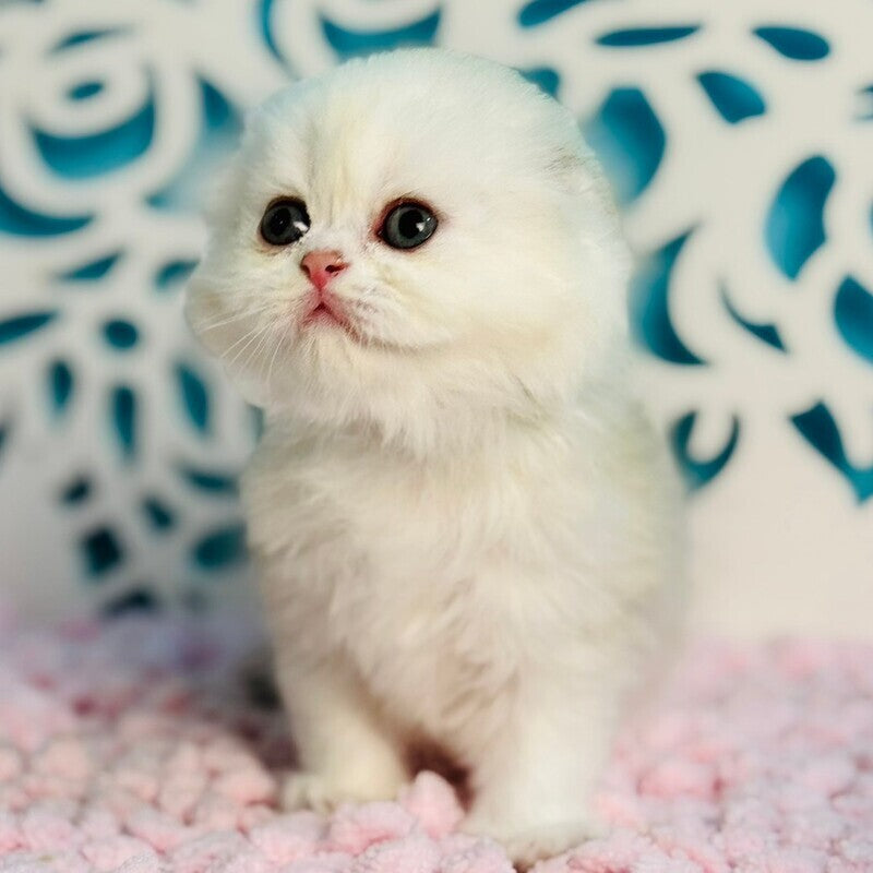 Coco Scottish Fold female, black silver shaded