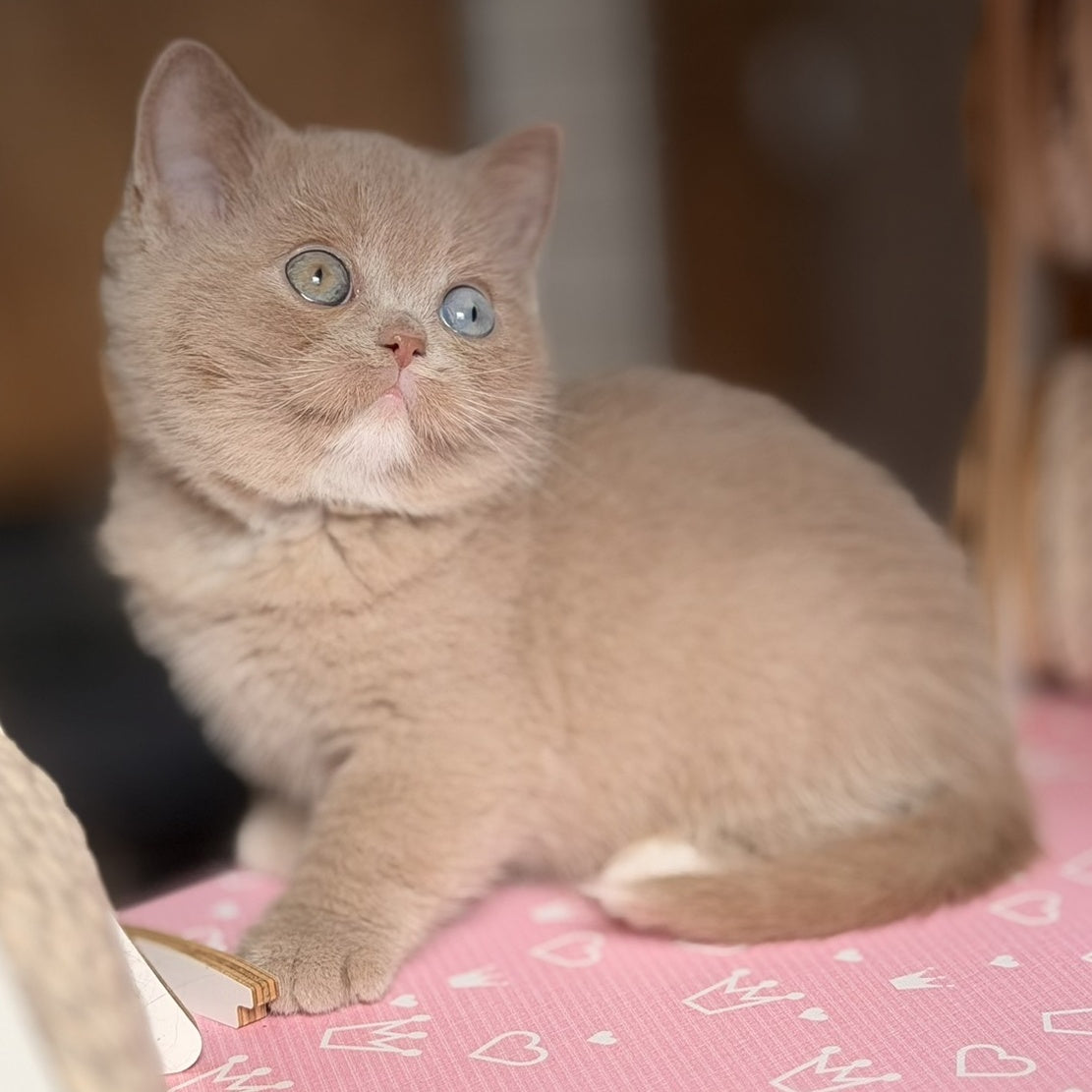 Soleil British Shorthair female, fawn with white