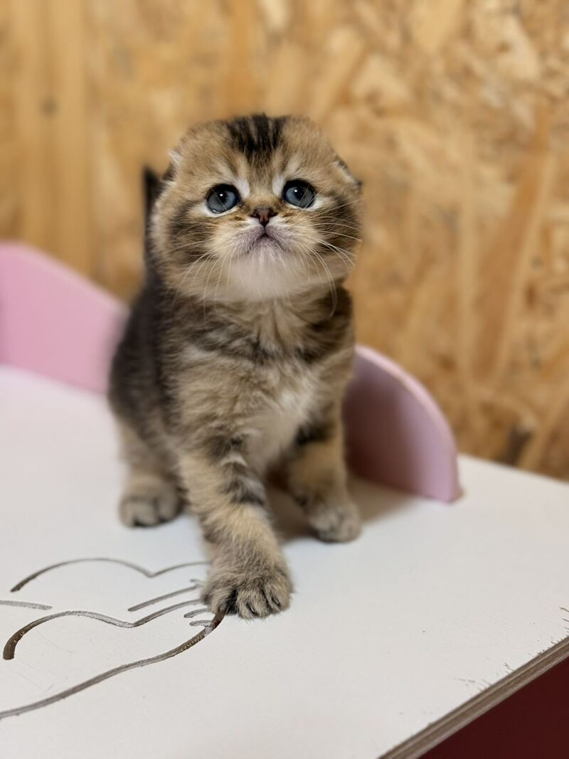 Fanny Scottish Fold female, black ticked tabby