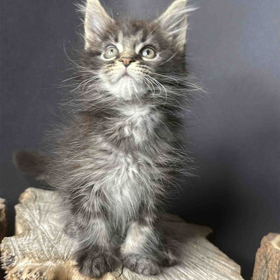 Sandra Maine Coon female, black silver ticked tabby