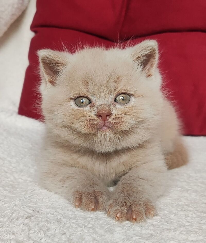 Utred British Shorthair male fawn - live animals