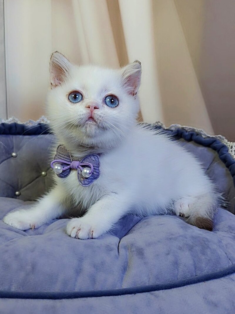 Kevin British Shorthair male cinnamon golden chinchilla pointed - live animals