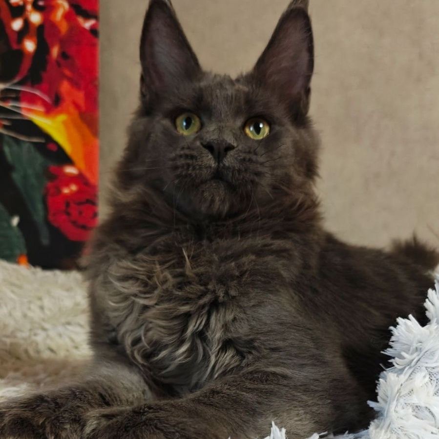 Zefir Maine Coon polydactyl 6x6x6x6 male, blue