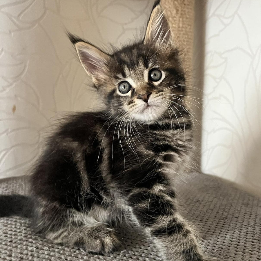 Indigo Maine Coon male, black tabby