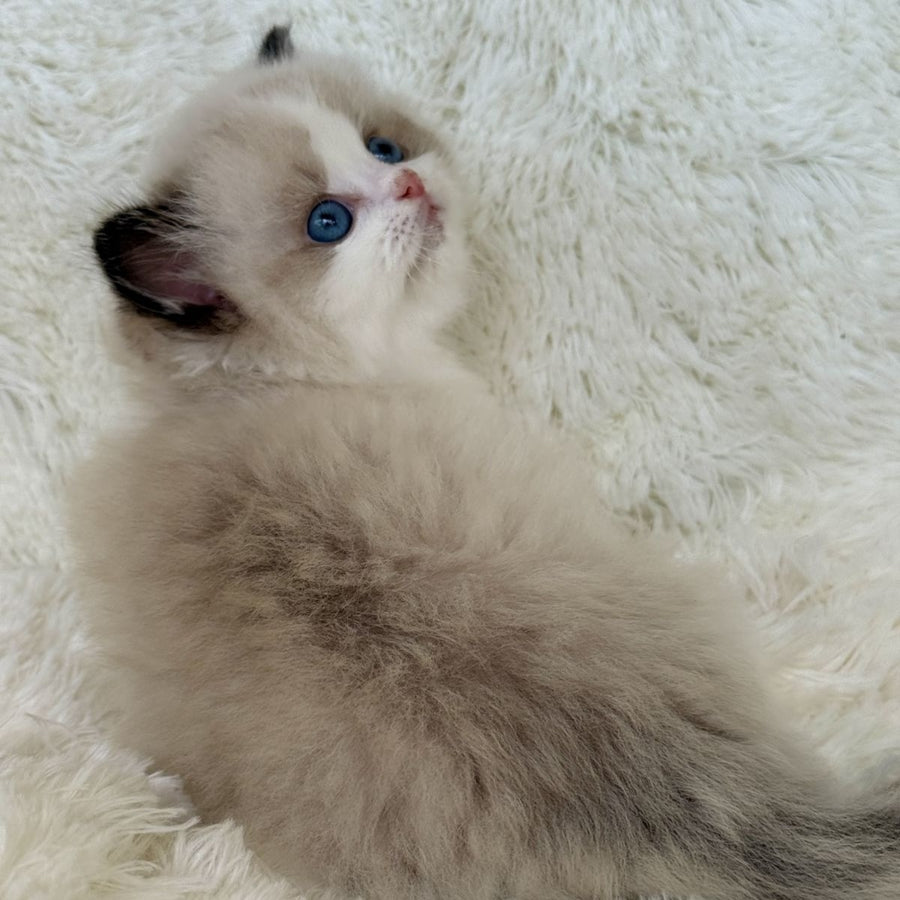 Milan Ragdoll male, black bicolour